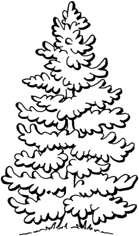 Beautiful Pine Tree  Coloring Page